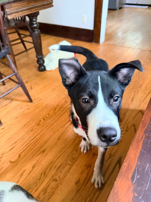 BOOCHIE - Terrier available for adoption