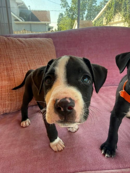 GIZMO - Black Mouth Cur available for adoption