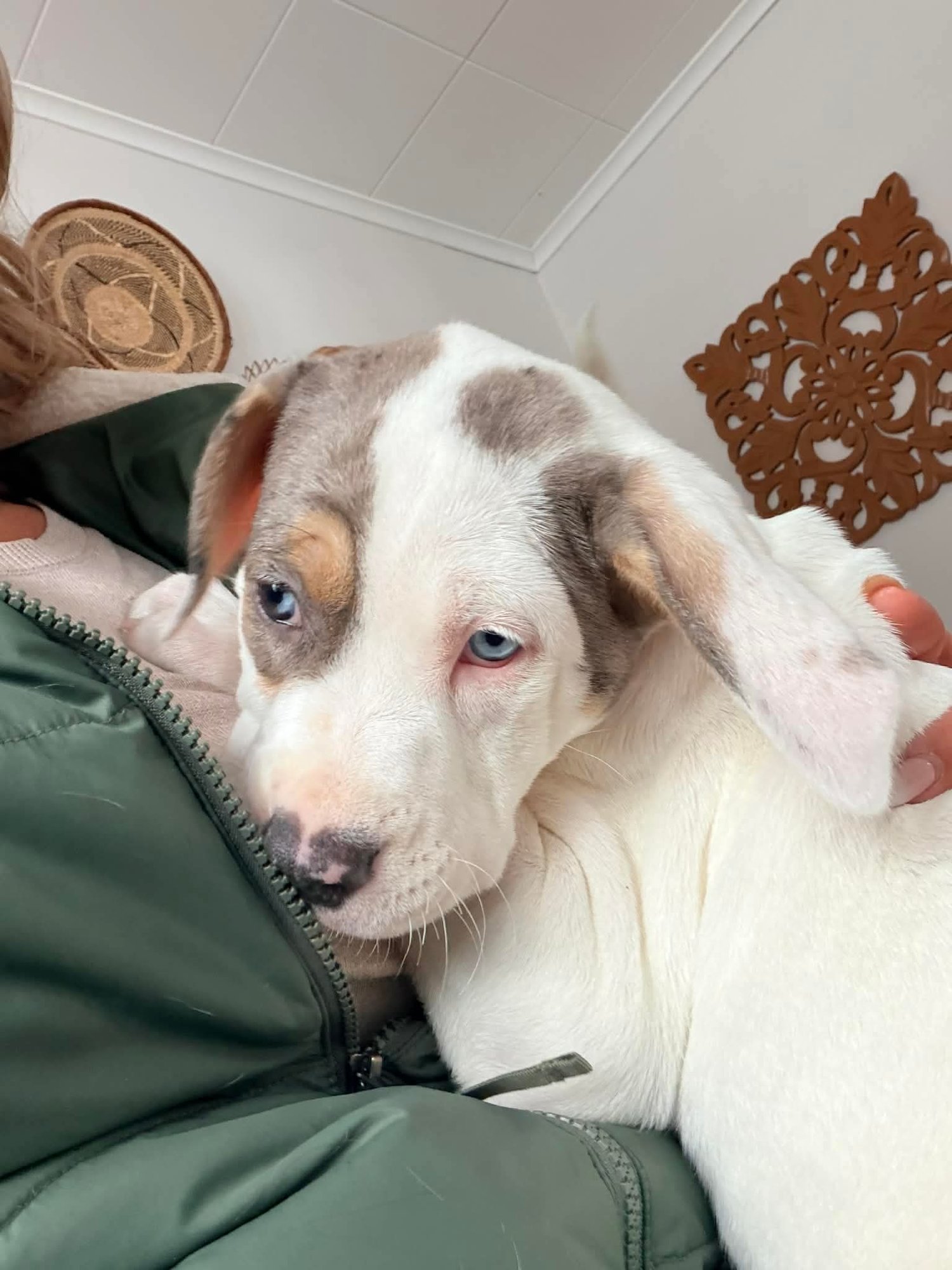 HOPPS - Catahoula Leopard Dog available for adoption