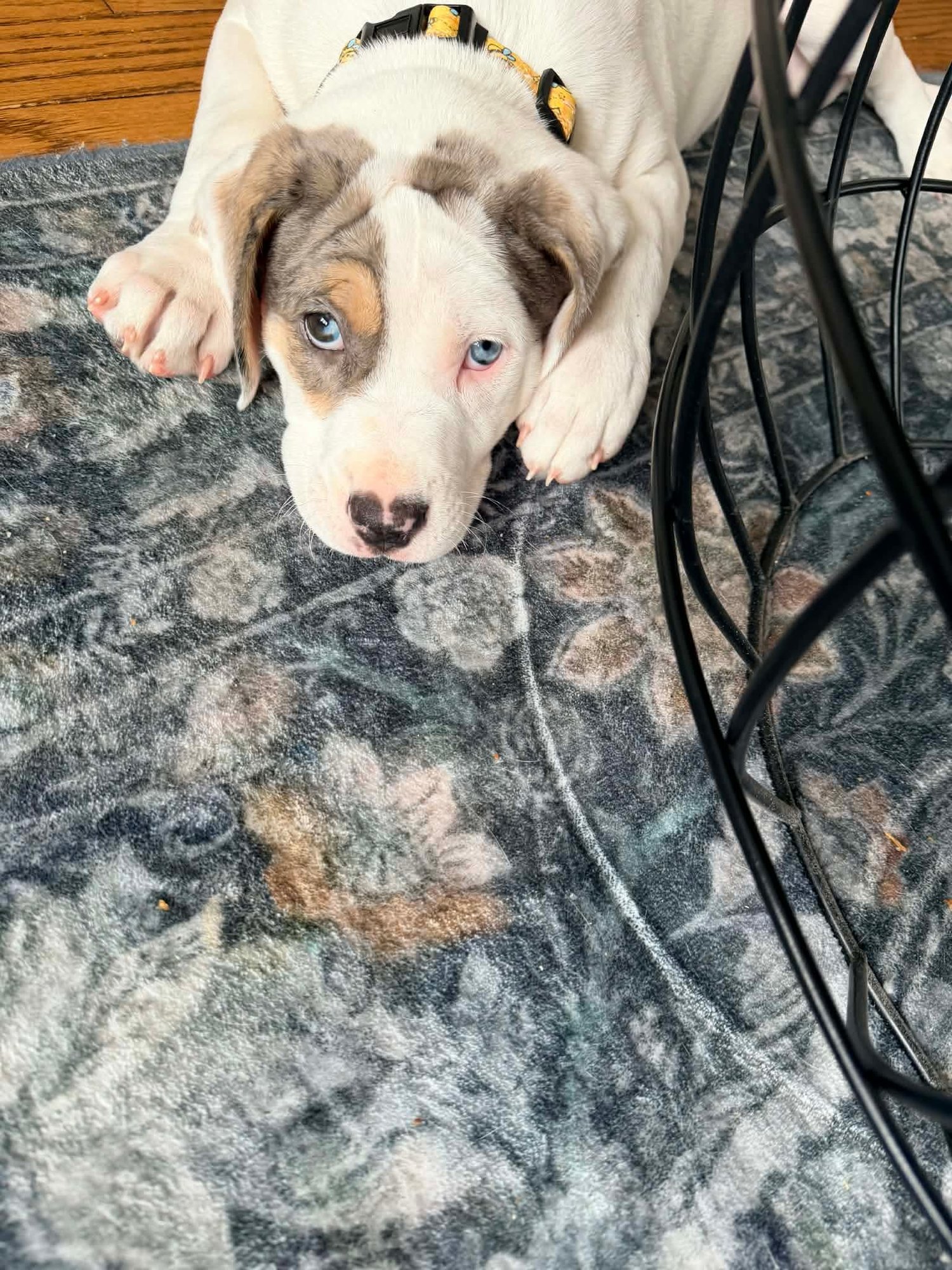 HOPPS - Catahoula Leopard Dog available for adoption