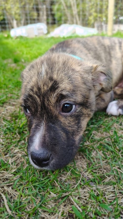 CHEYENNE - Terrier available for adoption