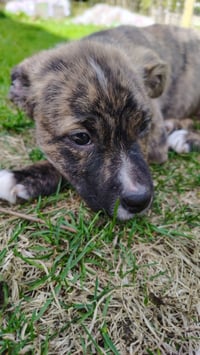 Cheyenne - Photo 2