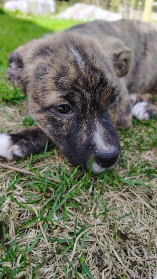 CHEYENNE - Terrier available for adoption