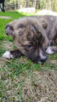 Cheyenne - Photo 3