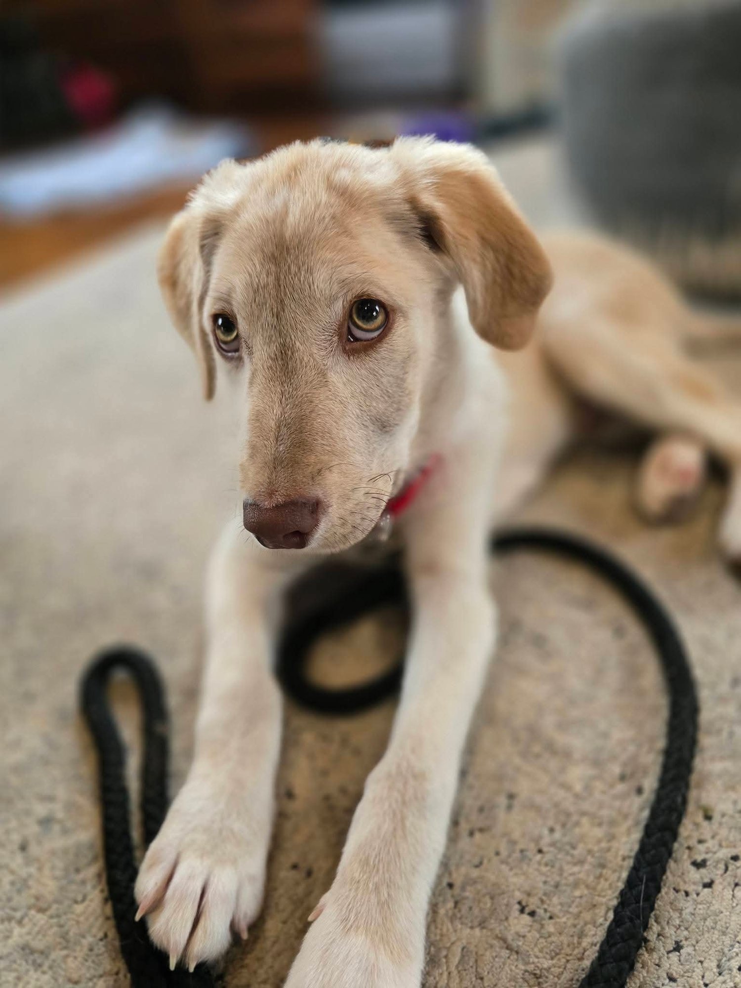 RUDY - Shepherd available for adoption