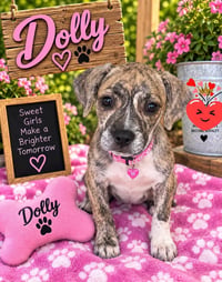 Dolly - Photo 1