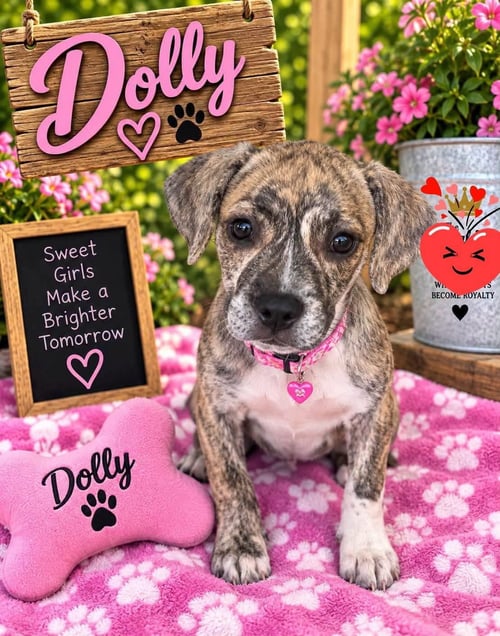 DOLLY - Pit Bull Terrier for adoption in Appleton
