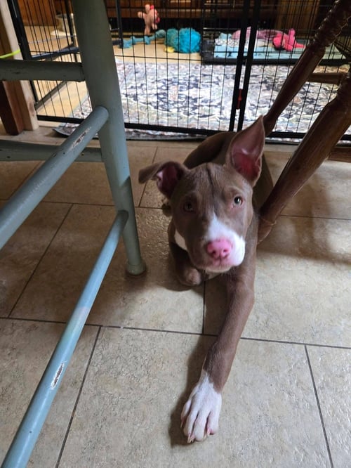 LEMON LULU - Pit Bull Terrier available for adoption
