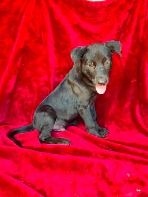 NEWPORT - Labrador Retriever for adoption in Appleton