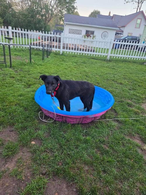 NEWPORT - Labrador Retriever available for adoption