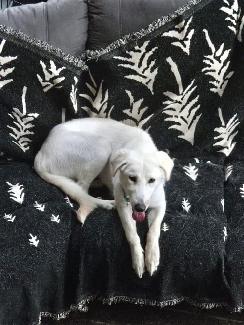 JEFF - Labrador Retriever / Great Pyrenees for adoption in Appleton