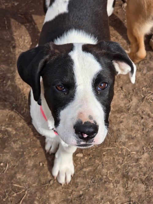 KINGSLEY - Pit Bull Terrier for adoption in Appleton