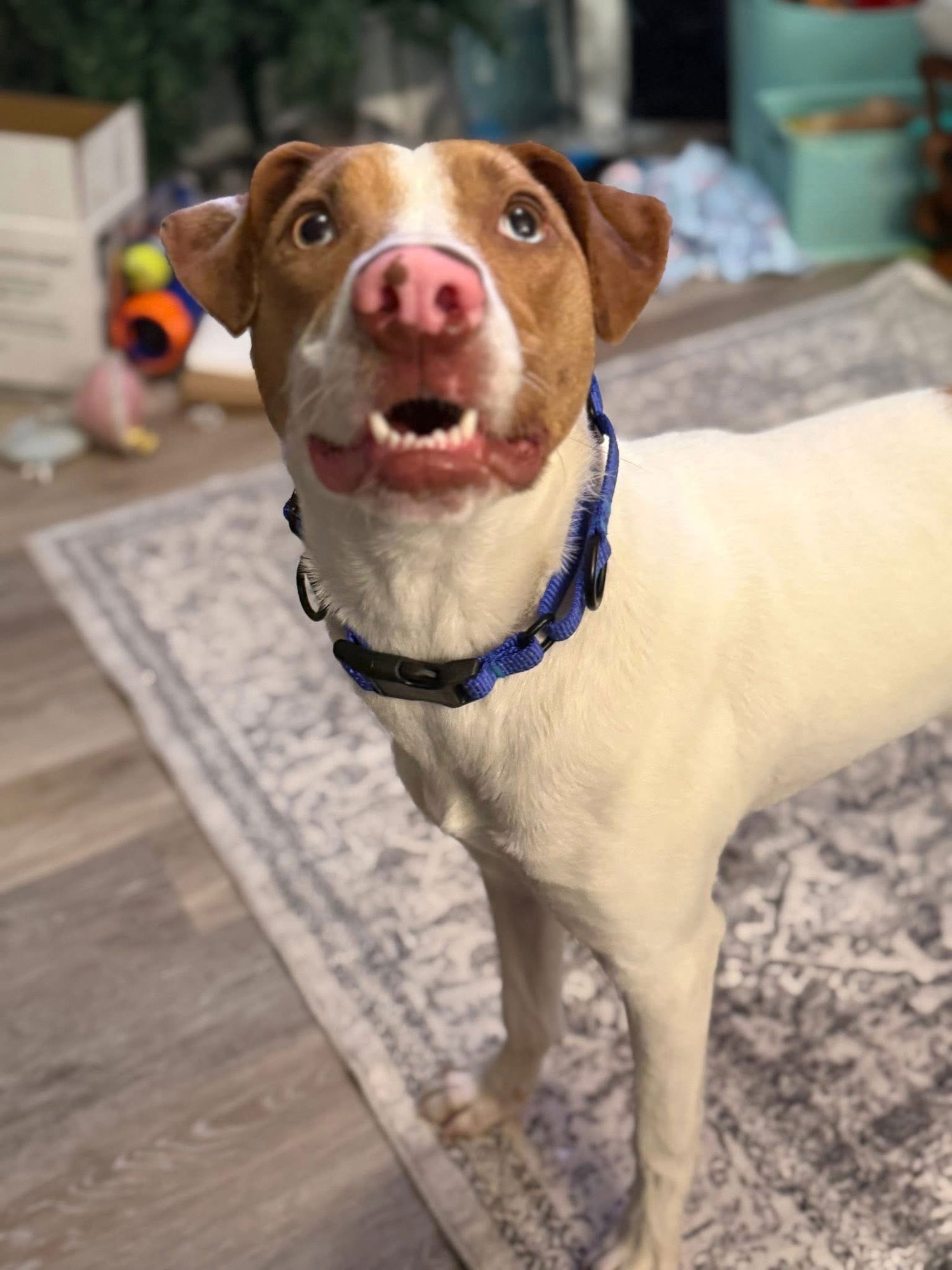 JUNE - Terrier available for adoption