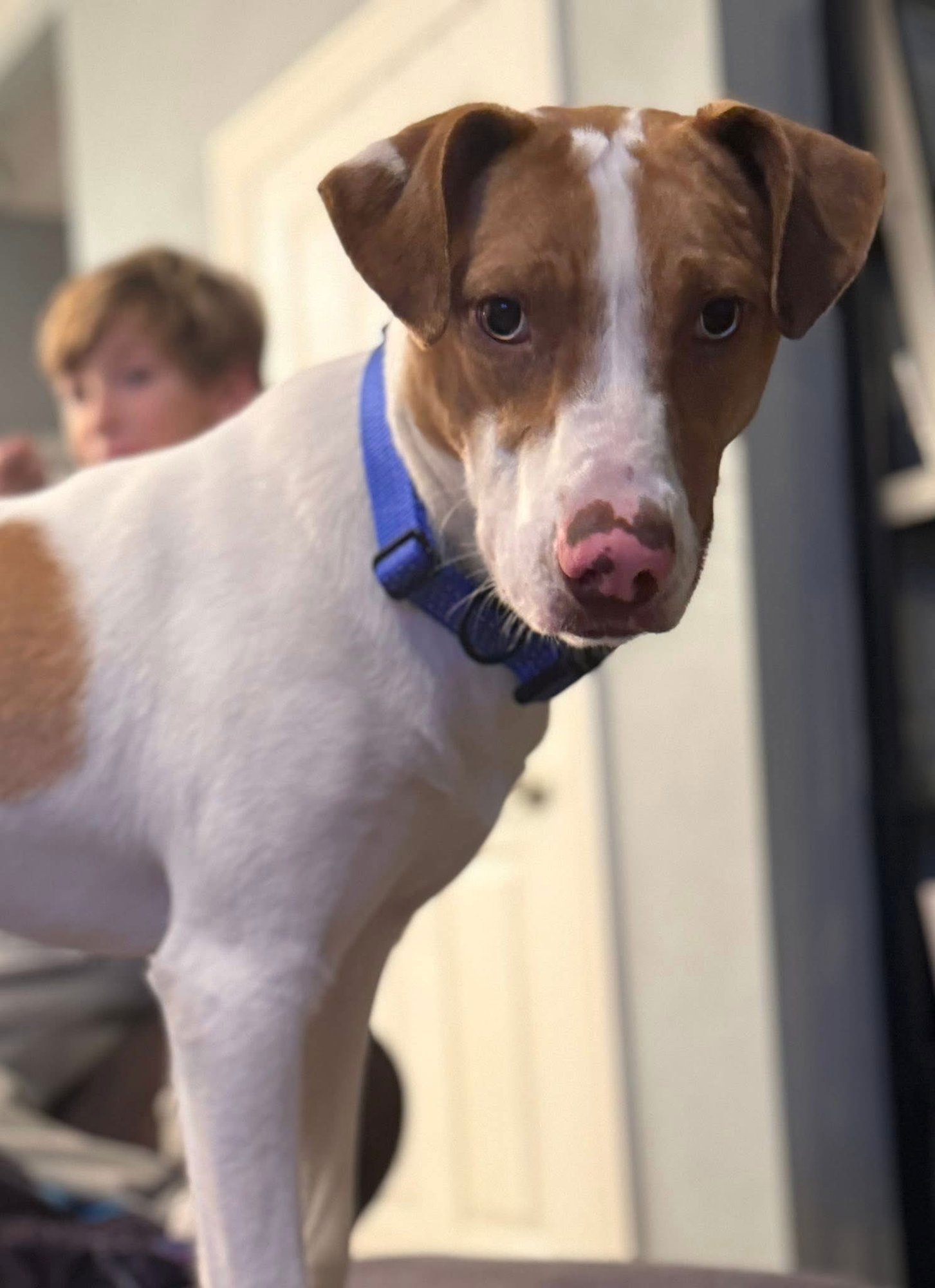 JUNE - Terrier available for adoption