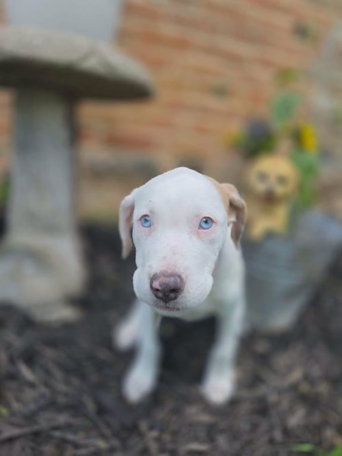 AURORA *DEAF* - Catahoula Leopard Dog for adoption in Appleton