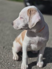 Aurora *Deaf* - Photo 2