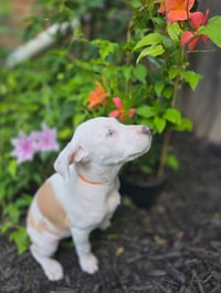 Aurora *Deaf* - Photo 3