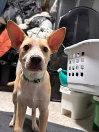 Stitch - Photo 1