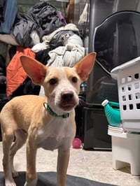 Stitch - Photo 2