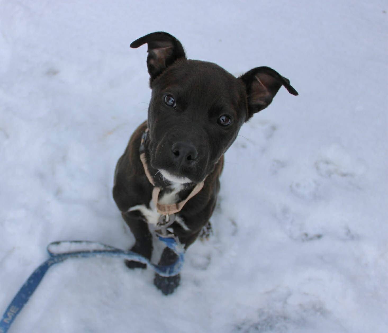 SPOCK - Pit Bull Terrier available for adoption