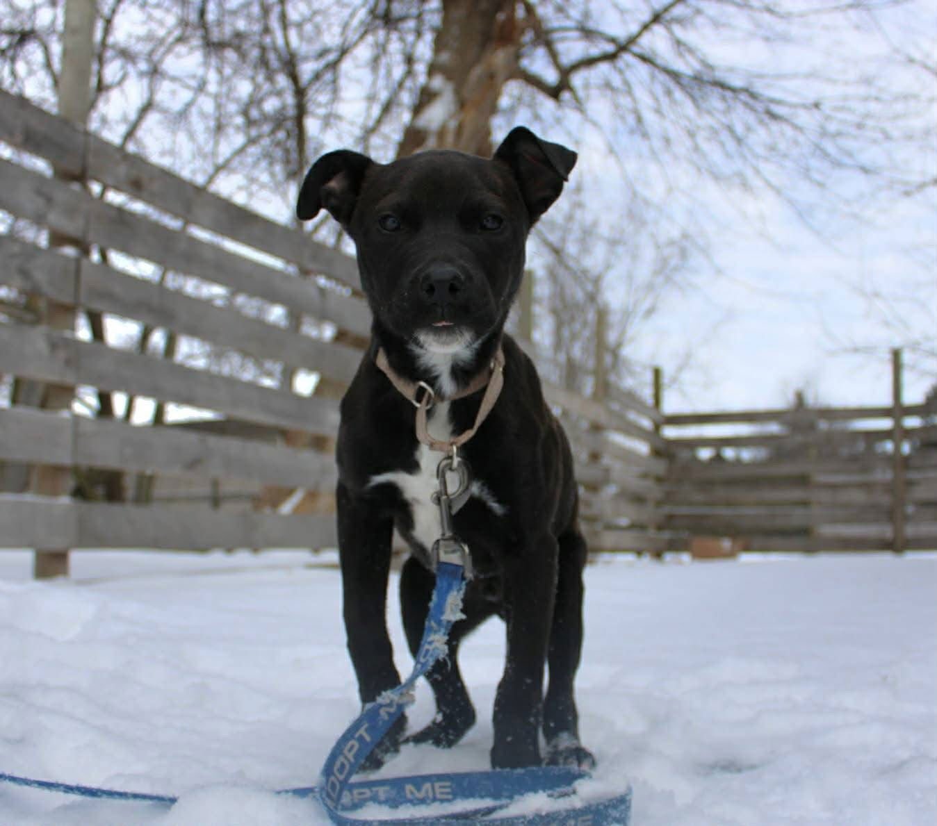 SPOCK - Pit Bull Terrier available for adoption