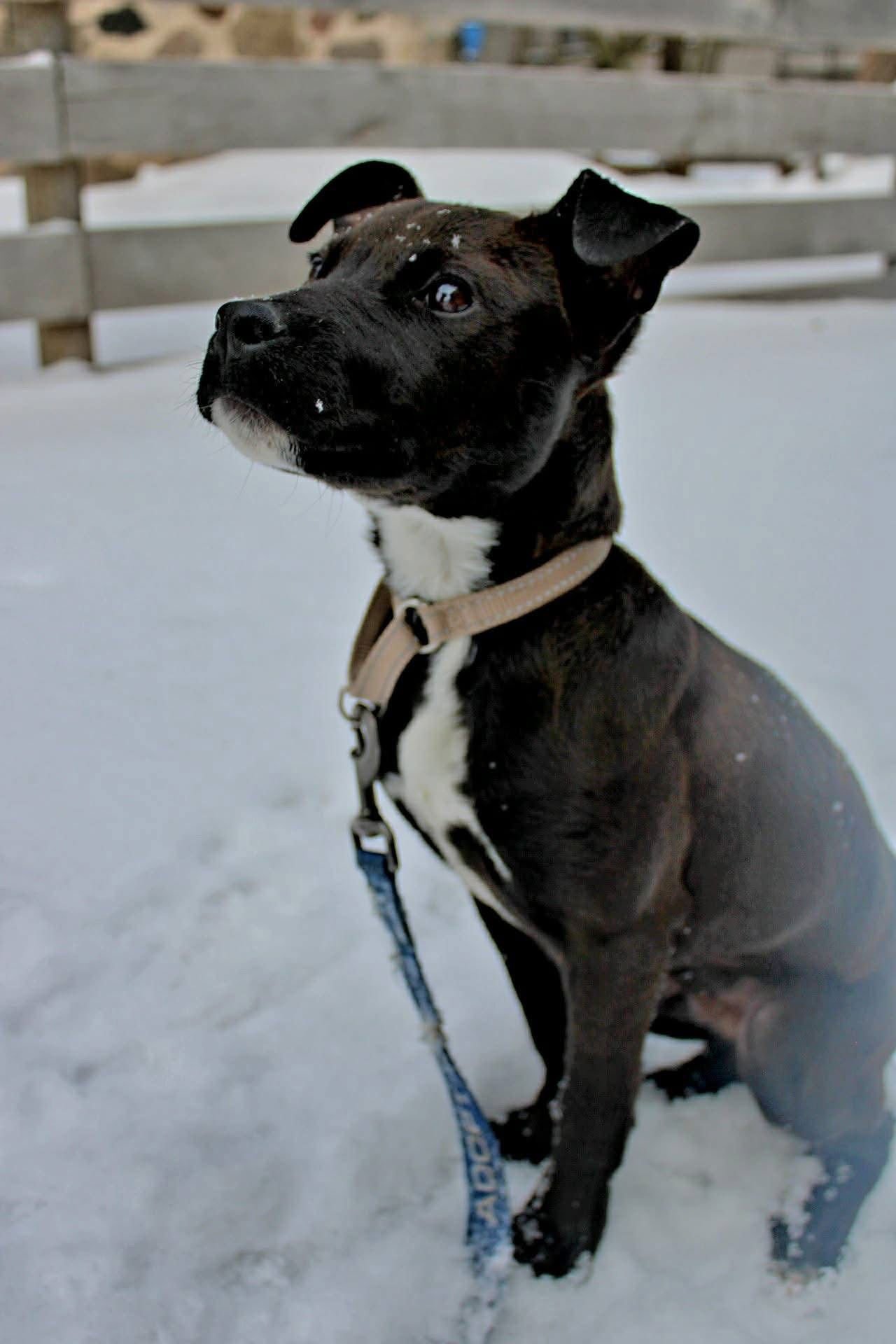 Spock - Photo 3