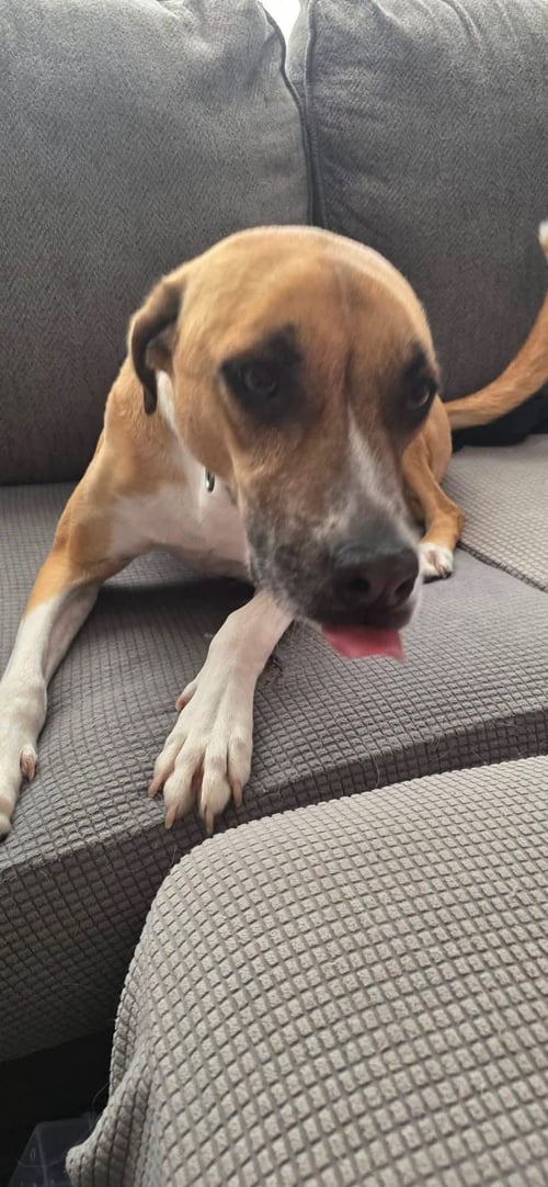 DAISY - German Shepherd Dog for adoption in Appleton