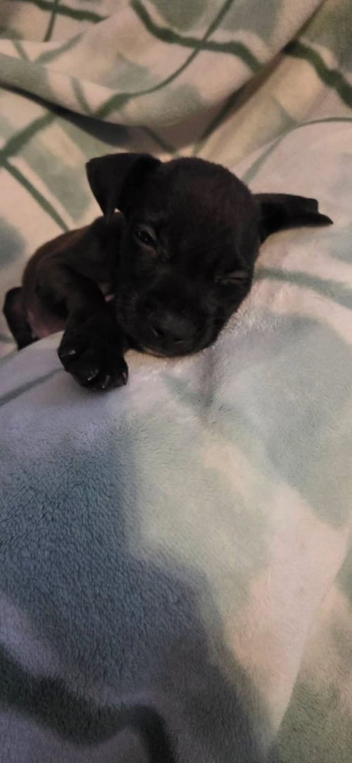 GORDON - Black Mouth Cur for adoption in Appleton