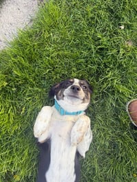 Tootsie - Photo 3