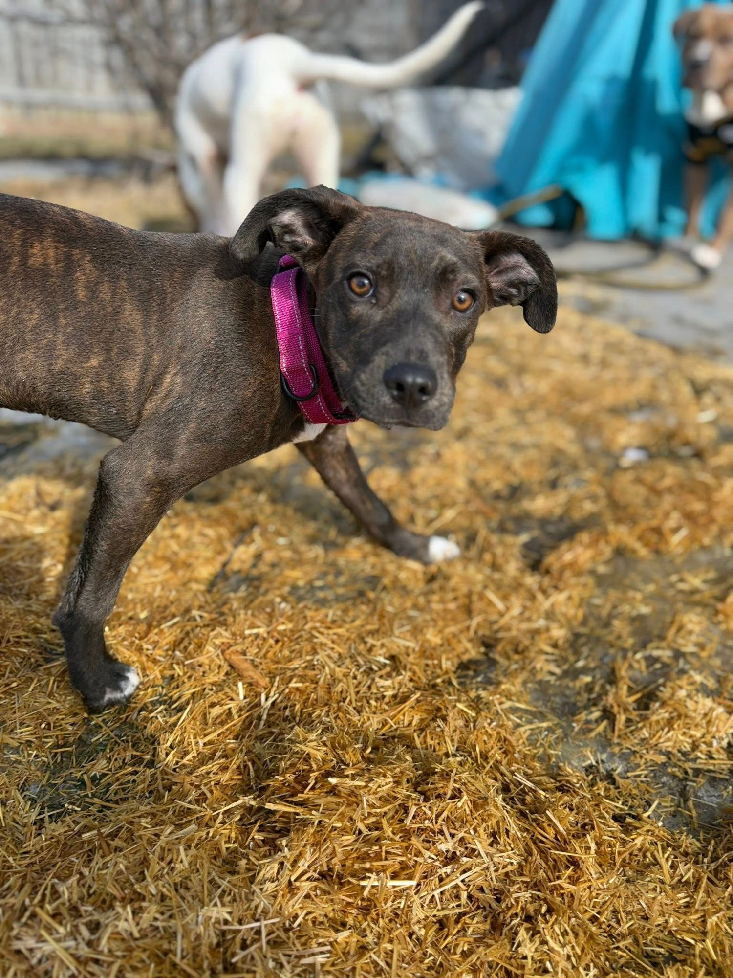 CHIBBS - Pit Bull Terrier for adoption in Appleton