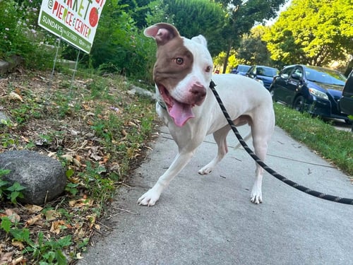 RIGSBY - Pit Bull Terrier for adoption in Appleton