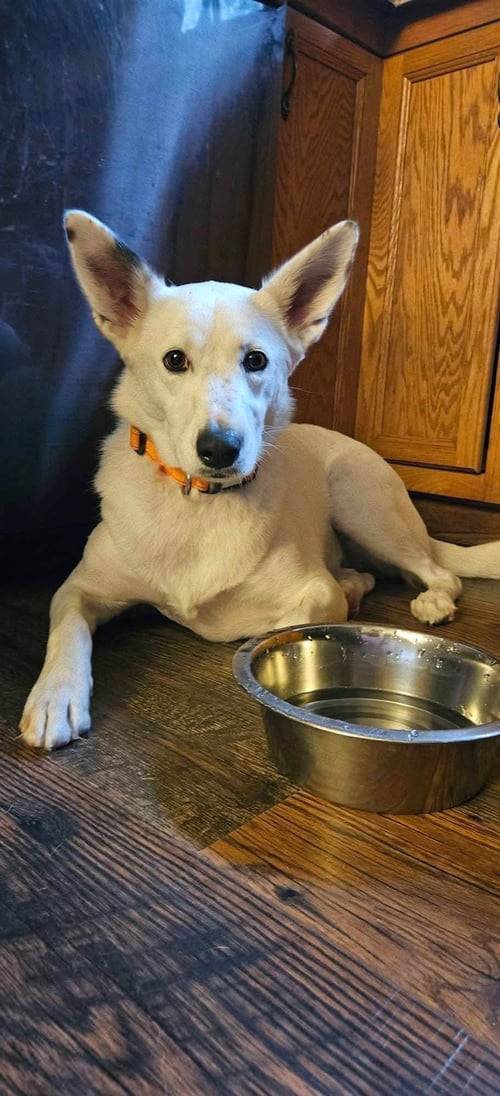 JUDGE - Siberian Husky / German Shepherd Dog available for adoption