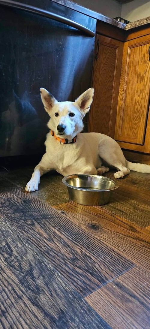 JUDGE - Siberian Husky / German Shepherd Dog available for adoption