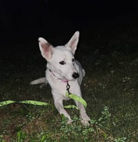 Judge - Photo 3
