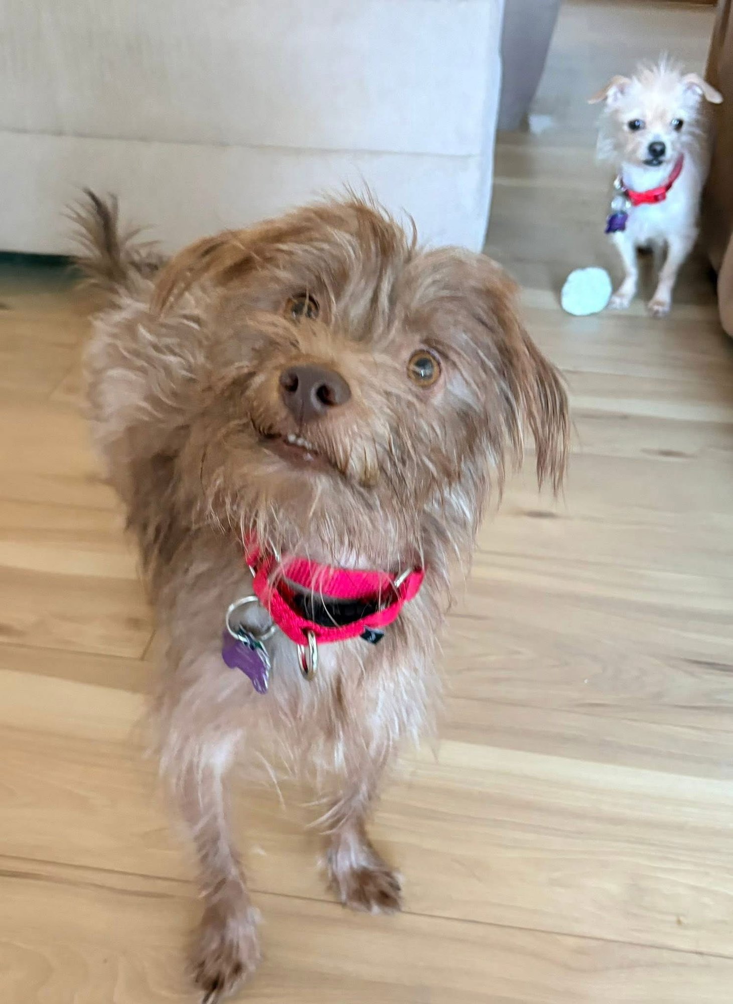 WOLFIE - Chihuahua available for adoption