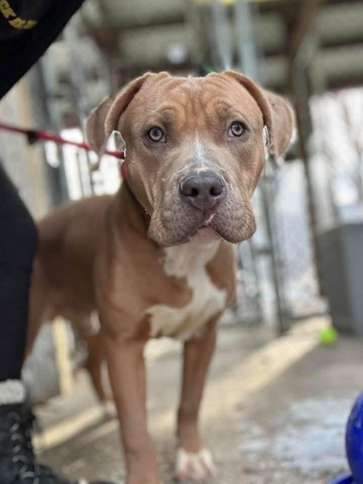 WAYLON - American Pit Bull Terrier available for adoption