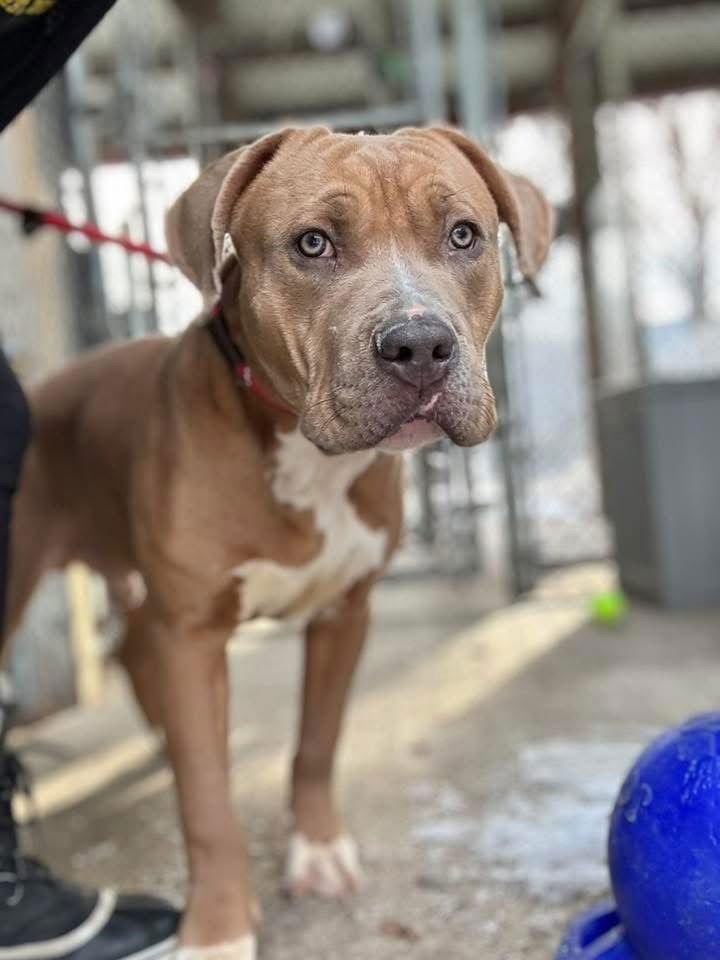 WAYLON - American Pit Bull Terrier available for adoption