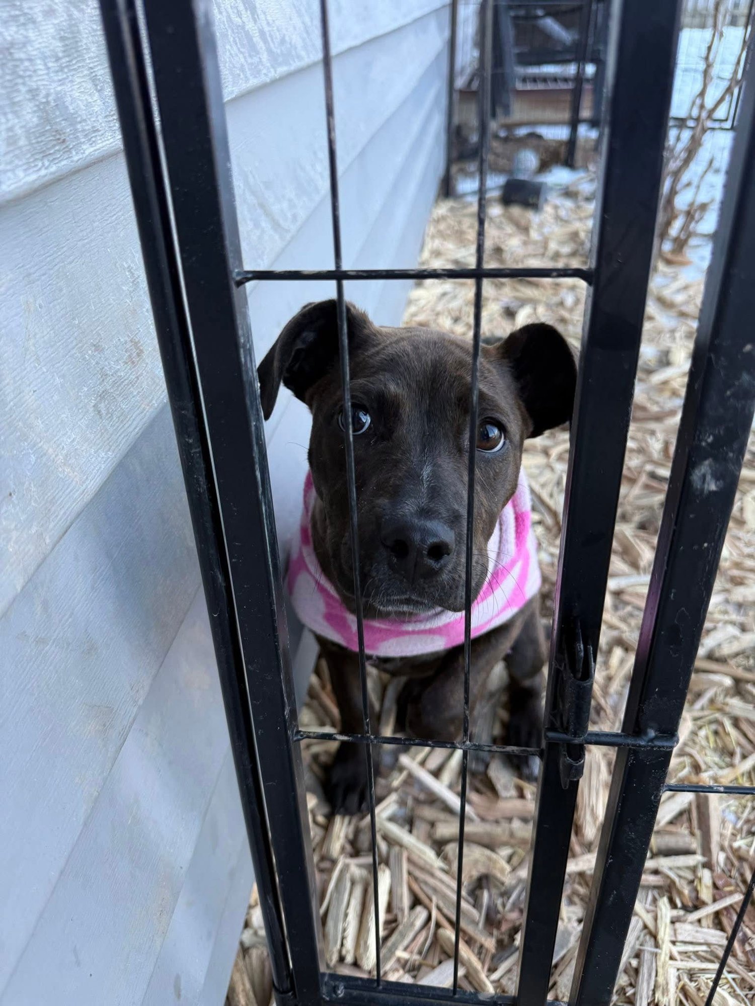 RUMI - Pit Bull Terrier available for adoption