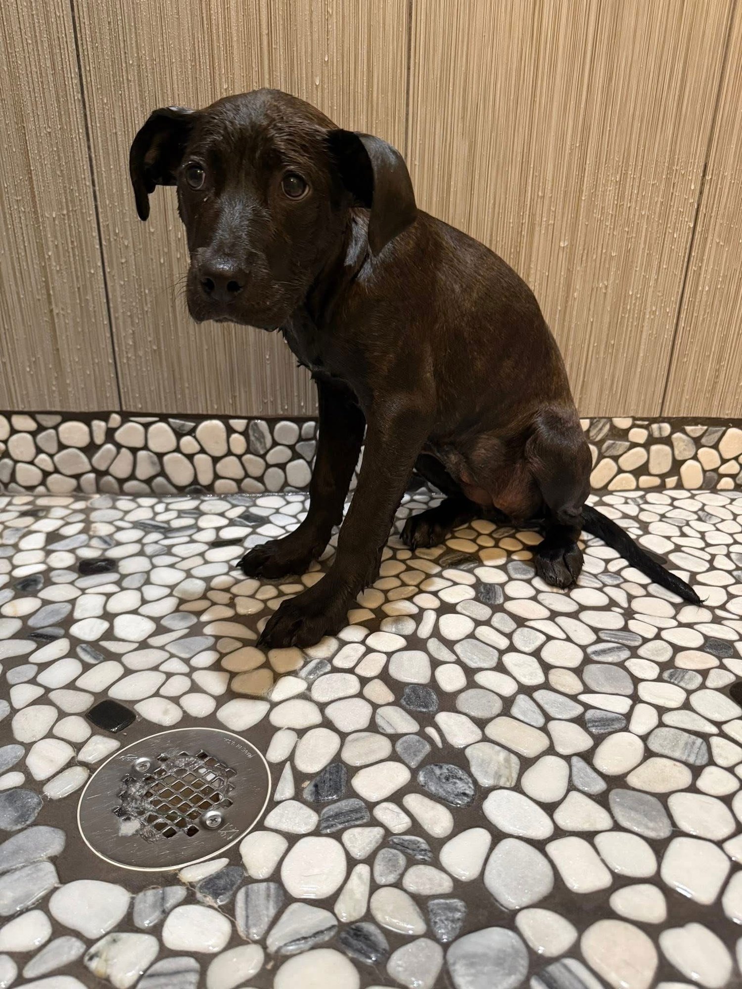 RUMI - Pit Bull Terrier available for adoption