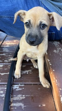 Maple - Photo 3