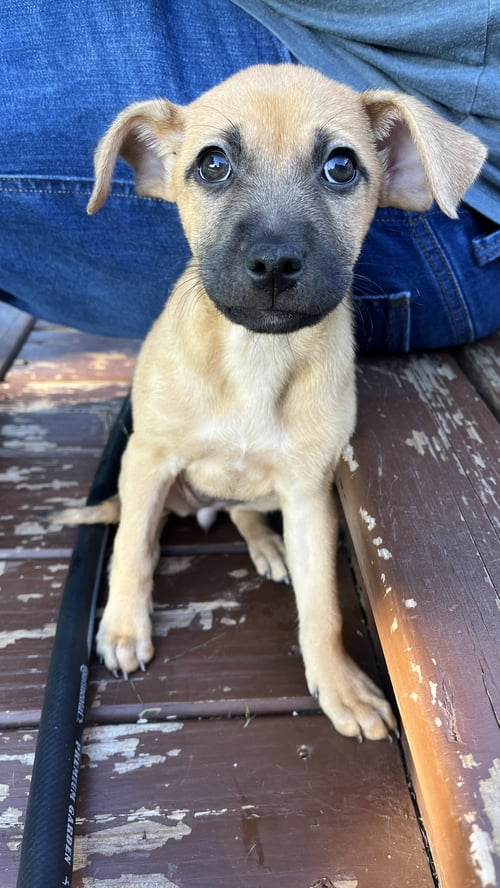 MAPLE - Terrier available for adoption