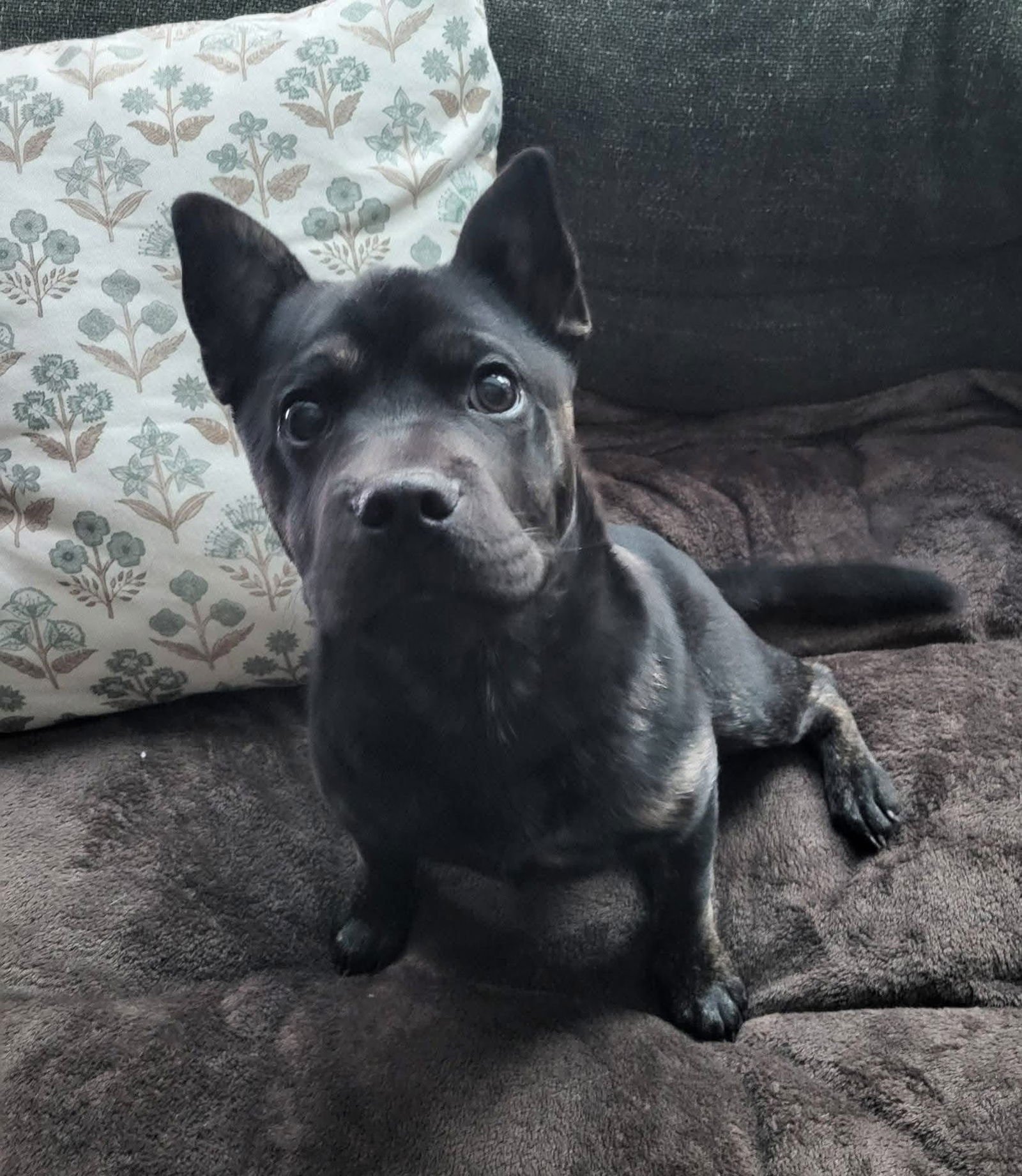 TAZ - Bulldog / Shar Pei available for adoption