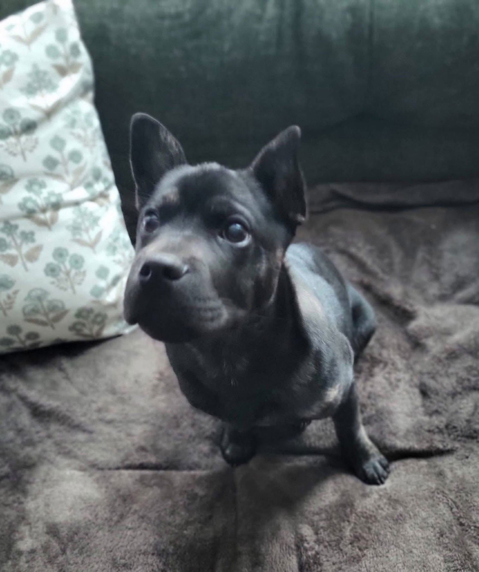 TAZ - Bulldog / Shar Pei available for adoption