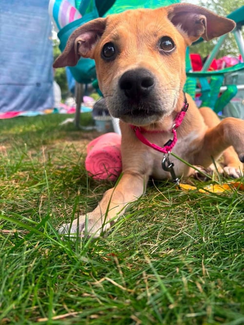 PANCAKE - Labrador Retriever for adoption in Appleton
