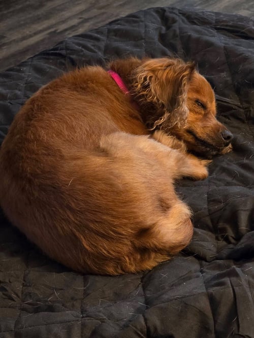 SASSY - Chihuahua / Dachshund available for adoption