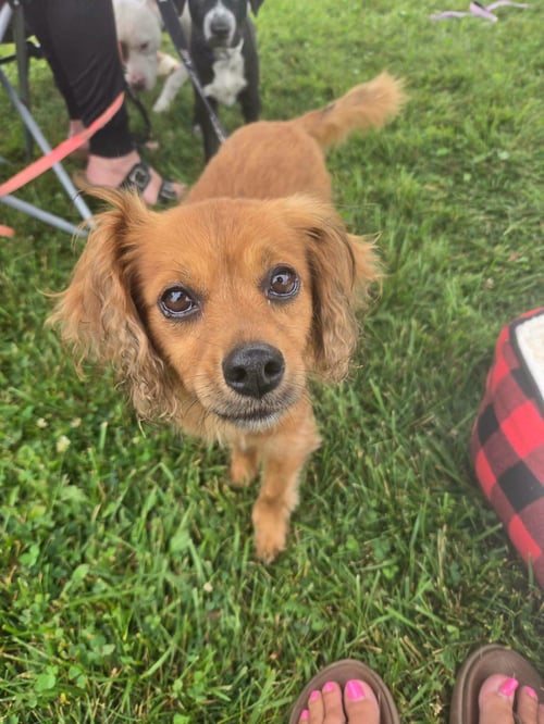 SASSY - Chihuahua / Dachshund for adoption in Appleton