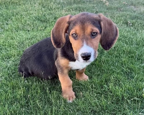 ELMO - Beagle for adoption in Appleton