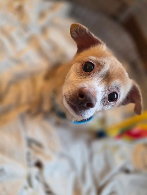 TOBY - Chihuahua available for adoption