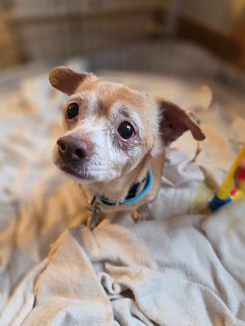 TOBY - Chihuahua available for adoption