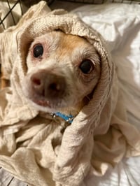 Toby - Photo 3